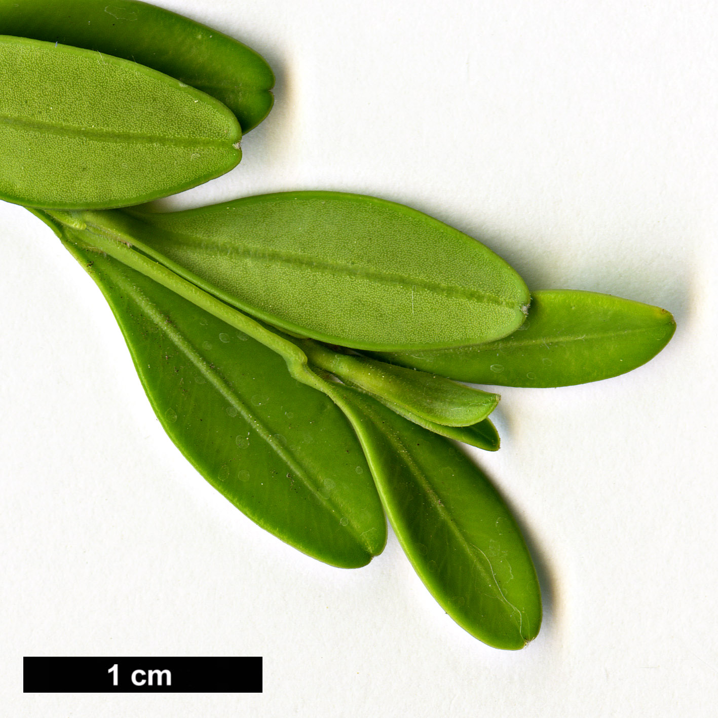 High resolution image: Family: Buxaceae - Genus: Buxus - Taxon: microphylla - SpeciesSub: var. riparia